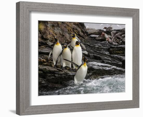 King penguin group on rocks, jumping into South Atlantic. St Andrews Bay, South Georgia-Tony Heald-Framed Photographic Print