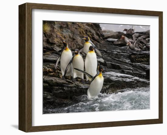 King penguin group on rocks, jumping into South Atlantic. St Andrews Bay, South Georgia-Tony Heald-Framed Photographic Print