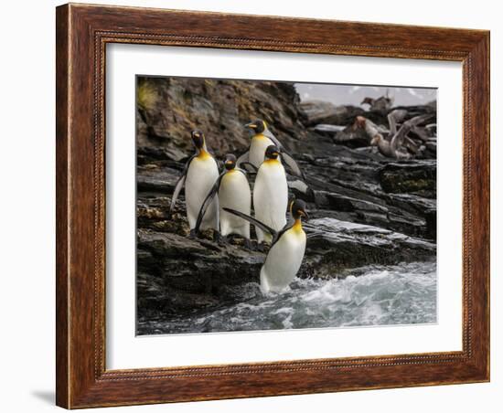 King penguin group on rocks, jumping into South Atlantic. St Andrews Bay, South Georgia-Tony Heald-Framed Photographic Print