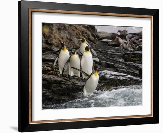 King penguin group on rocks, jumping into South Atlantic. St Andrews Bay, South Georgia-Tony Heald-Framed Photographic Print