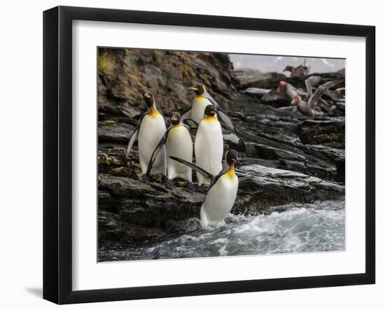 King penguin group on rocks, jumping into South Atlantic. St Andrews Bay, South Georgia-Tony Heald-Framed Photographic Print