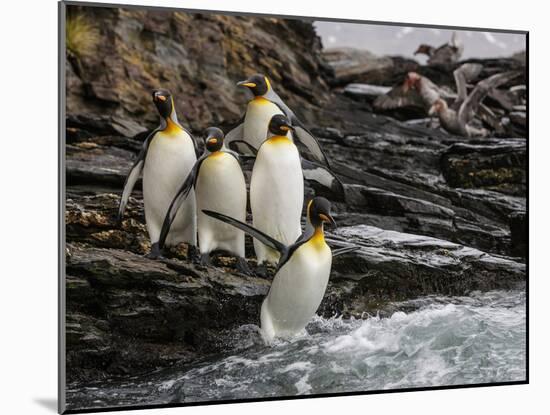 King penguin group on rocks, jumping into South Atlantic. St Andrews Bay, South Georgia-Tony Heald-Mounted Photographic Print