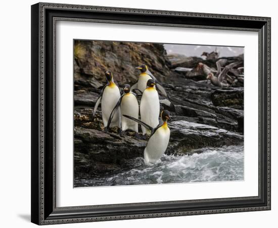 King penguin group on rocks, jumping into South Atlantic. St Andrews Bay, South Georgia-Tony Heald-Framed Photographic Print