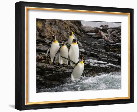 King penguin group on rocks, jumping into South Atlantic. St Andrews Bay, South Georgia-Tony Heald-Framed Photographic Print