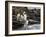 King penguin group on rocks, jumping into South Atlantic. St Andrews Bay, South Georgia-Tony Heald-Framed Photographic Print