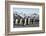 King penguin group walking past Southern elephant seal colony-Mark MacEwen-Framed Photographic Print