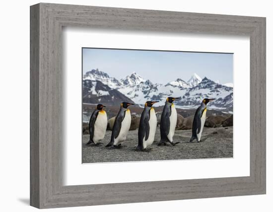 King penguin group walking past Southern elephant seal colony-Mark MacEwen-Framed Photographic Print