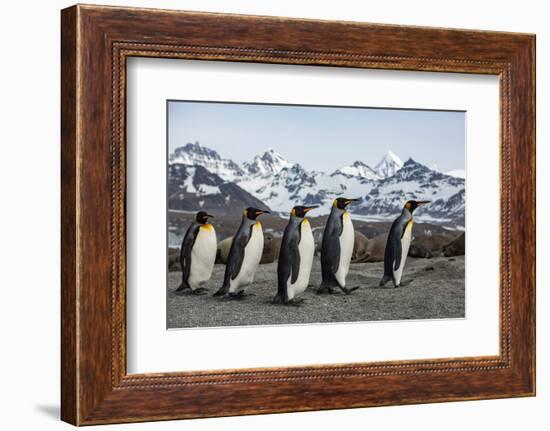 King penguin group walking past Southern elephant seal colony-Mark MacEwen-Framed Photographic Print