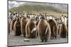 King penguin oakum boy chicks molting their down at Gold Harbor, South Georgia Island-Michael Nolan-Mounted Photographic Print