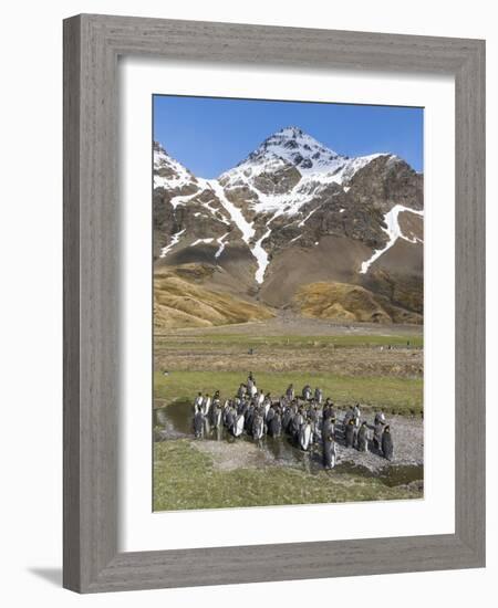 King Penguin on the island of South Georgia, rookery in Fortuna Bay. Adults molting.-Martin Zwick-Framed Photographic Print