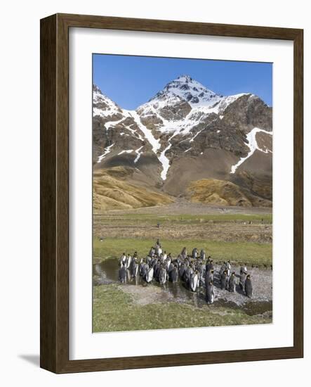 King Penguin on the island of South Georgia, rookery in Fortuna Bay. Adults molting.-Martin Zwick-Framed Photographic Print