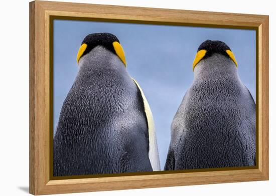 King penguin pair, South Georgia Island-Art Wolfe Wolfe-Framed Premier Image Canvas