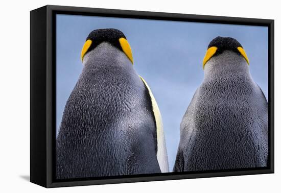 King penguin pair, South Georgia Island-Art Wolfe Wolfe-Framed Premier Image Canvas