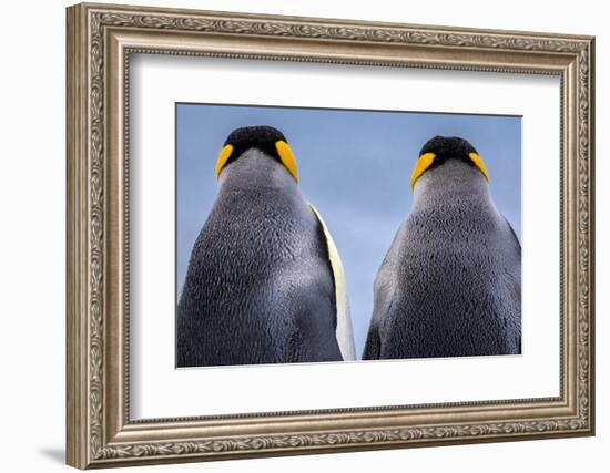 King penguin pair, South Georgia Island-Art Wolfe Wolfe-Framed Photographic Print