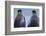 King penguin pair, South Georgia Island-Art Wolfe Wolfe-Framed Photographic Print