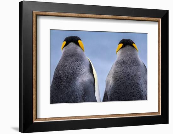 King penguin pair, South Georgia Island-Art Wolfe Wolfe-Framed Photographic Print