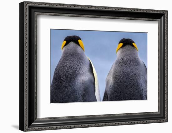 King penguin pair, South Georgia Island-Art Wolfe Wolfe-Framed Photographic Print