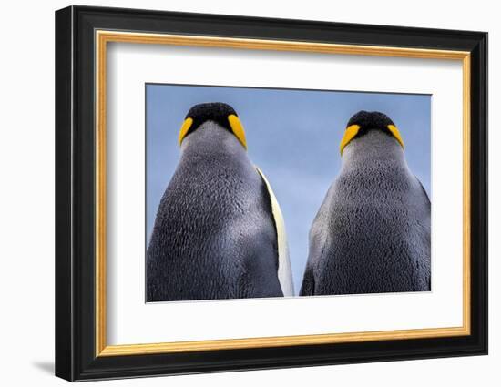 King penguin pair, South Georgia Island-Art Wolfe Wolfe-Framed Photographic Print