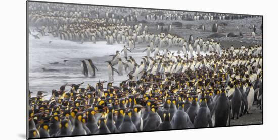 King penguin rookery at Salisbury Plain, South Georgia Islands.-Tom Norring-Mounted Photographic Print