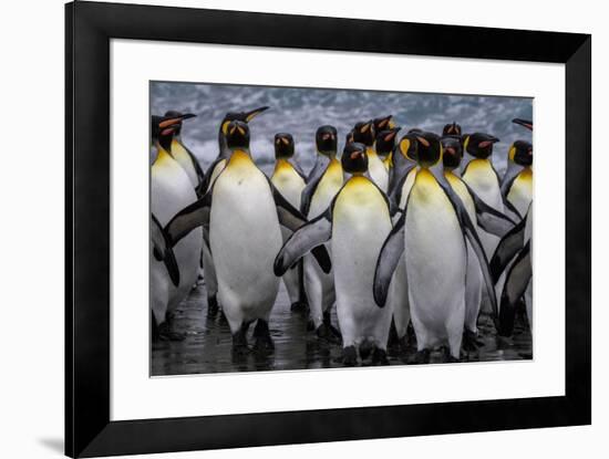 King penguin rookery at Salisbury Plain, South Georgia Islands.-Tom Norring-Framed Photographic Print