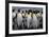 King penguin rookery at Salisbury Plain, South Georgia Islands.-Tom Norring-Framed Photographic Print