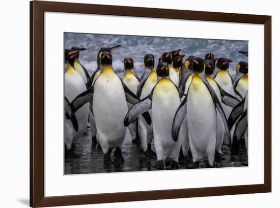 King penguin rookery at Salisbury Plain, South Georgia Islands.-Tom Norring-Framed Photographic Print