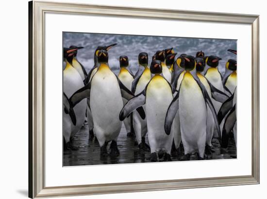 King penguin rookery at Salisbury Plain, South Georgia Islands.-Tom Norring-Framed Photographic Print