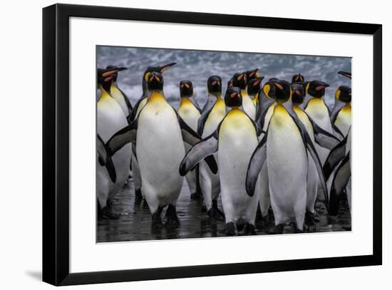 King penguin rookery at Salisbury Plain, South Georgia Islands.-Tom Norring-Framed Photographic Print