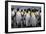 King penguin rookery at Salisbury Plain, South Georgia Islands.-Tom Norring-Framed Photographic Print