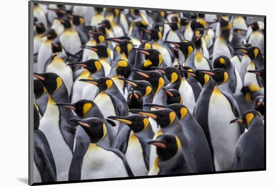 King penguin rookery at Salisbury Plain. South Georgia Islands.-Tom Norring-Mounted Photographic Print