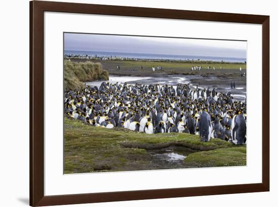 King penguin rookery at Salisbury Plain. South Georgia Islands.-Tom Norring-Framed Photographic Print