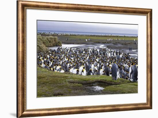 King penguin rookery at Salisbury Plain. South Georgia Islands.-Tom Norring-Framed Photographic Print