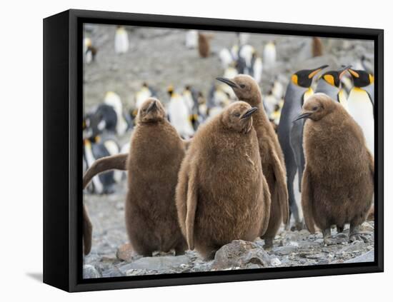 King Penguin rookery in St. Andrews Bay. Chick in typical brown plumage Antarctica-Martin Zwick-Framed Premier Image Canvas