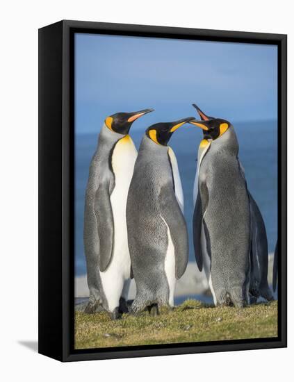 King Penguin rookery in St. Andrews Bay. Courtship behavior. South Georgia Island-Martin Zwick-Framed Premier Image Canvas