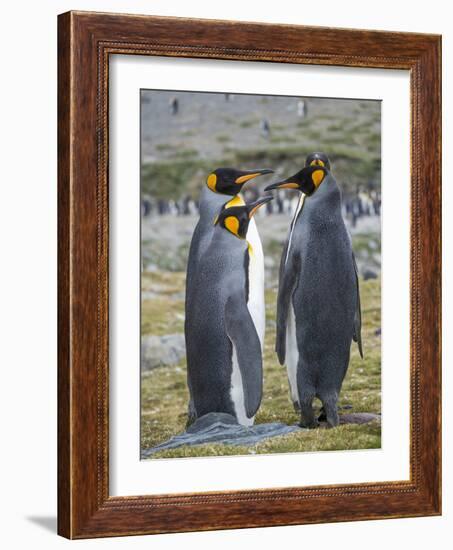 King Penguin rookery in St. Andrews Bay. Courtship behavior. South Georgia Island-Martin Zwick-Framed Photographic Print