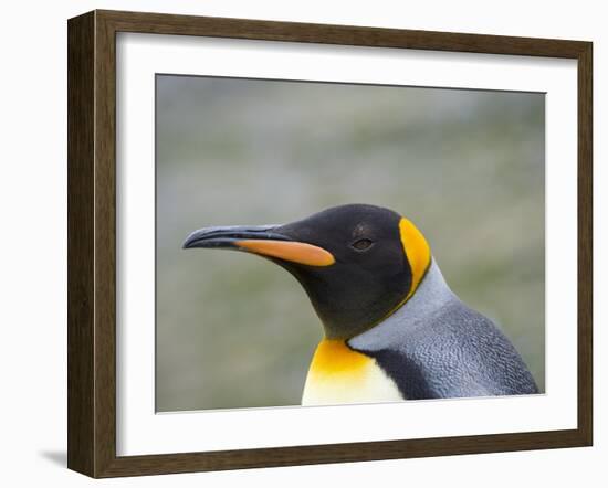 King Penguin rookery in St. Andrews Bay. South Georgia Island-Martin Zwick-Framed Photographic Print