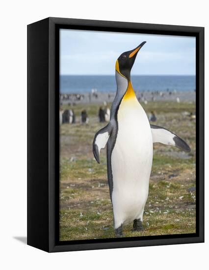 King Penguin rookery in St. Andrews Bay. South Georgia Island-Martin Zwick-Framed Premier Image Canvas