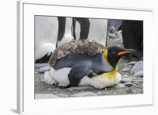 King penguin rookery on Gold Harbor. South Georgia Islands.-Tom Norring-Framed Photographic Print