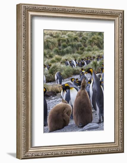 King penguin rookery on Gold Harbor. South Georgia Islands.-Tom Norring-Framed Photographic Print