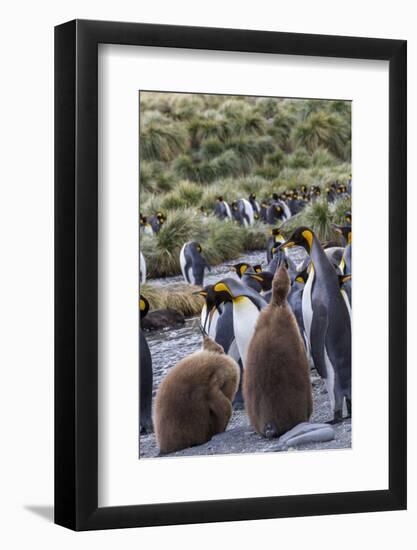 King penguin rookery on Gold Harbor. South Georgia Islands.-Tom Norring-Framed Photographic Print