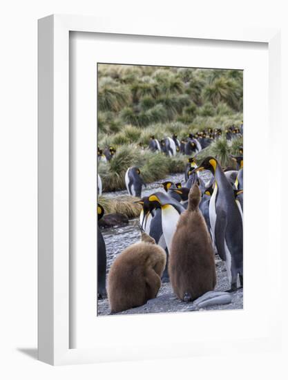 King penguin rookery on Gold Harbor. South Georgia Islands.-Tom Norring-Framed Photographic Print