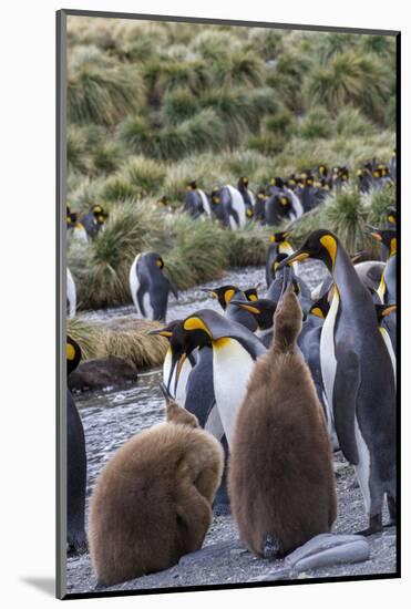 King penguin rookery on Gold Harbor. South Georgia Islands.-Tom Norring-Mounted Photographic Print