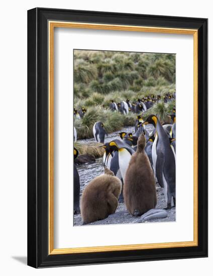 King penguin rookery on Gold Harbor. South Georgia Islands.-Tom Norring-Framed Photographic Print