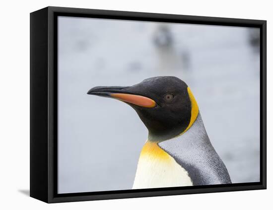 King Penguin rookery on Salisbury Plain in the Bay of Isles. South Georgia Island-Martin Zwick-Framed Premier Image Canvas