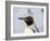 King Penguin rookery on Salisbury Plain in the Bay of Isles. South Georgia Island-Martin Zwick-Framed Photographic Print