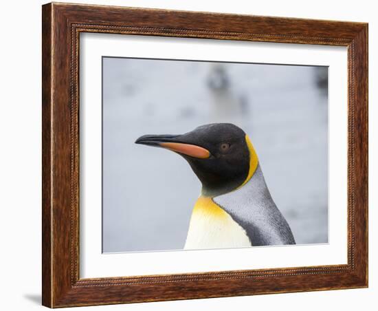 King Penguin rookery on Salisbury Plain in the Bay of Isles. South Georgia Island-Martin Zwick-Framed Photographic Print