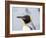 King Penguin rookery on Salisbury Plain in the Bay of Isles. South Georgia Island-Martin Zwick-Framed Photographic Print