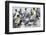 King Penguin rookery on Salisbury Plain in the Bay of Isles. South Georgia Island-Martin Zwick-Framed Photographic Print