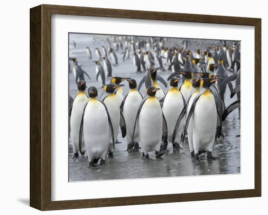 King Penguin rookery on Salisbury Plain in the Bay of Isles. South Georgia Island-Martin Zwick-Framed Photographic Print