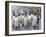 King Penguin rookery on Salisbury Plain in the Bay of Isles. South Georgia Island-Martin Zwick-Framed Photographic Print